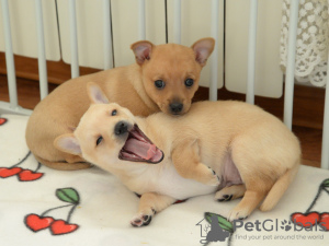 Photo №2 to announcement № 131691 for the sale of portuguese podengo - buy in Russian Federation from nursery