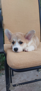 Photo №1. welsh corgi - for sale in the city of Belgrade | negotiated | Announcement № 114855