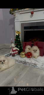 Photo №4. I will sell  in the city of Novi bečej.  - price - 516$