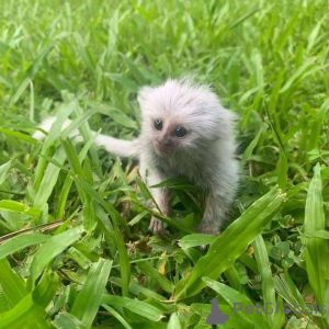 Photo №3. This little baby is 2 weeks old .we are relocating to a new home and my. Russian Federation