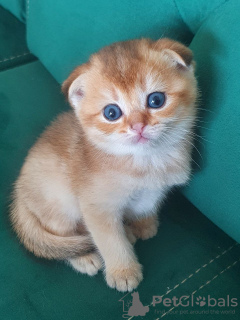 Photo №2 to announcement № 90472 for the sale of scottish fold - buy in Germany private announcement, from nursery