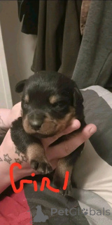 Photo №4. I will sell rottweiler in the city of Tennessee City. breeder - price - 1000$
