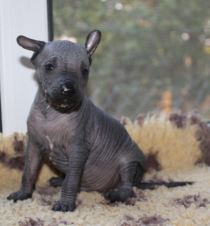 Photo №4. I will sell mexican hairless dog in the city of Moscow. from nursery - price - Negotiated