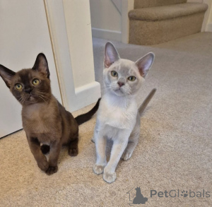 Photo №1. burmese cat - for sale in the city of Andermatt | 361$ | Announcement № 169314