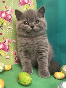 Photo №1. british shorthair - for sale in the city of Samara | 536$ | Announcement № 6263