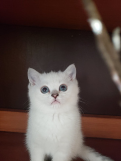 Photo №1. british shorthair - for sale in the city of Nikopol | 300$ | Announcement № 6315