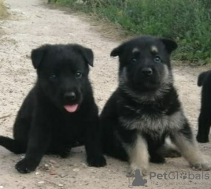 Photo №3. East European Shepherd Puppies. Russian Federation