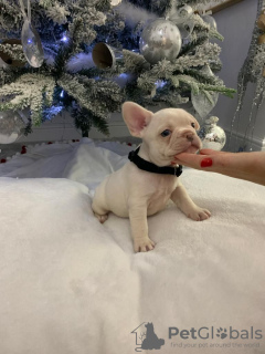 Photo №1. french bulldog - for sale in the city of Гаага | 475$ | Announcement № 79658