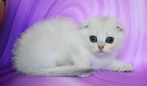 Photo №1. scottish fold - for sale in the city of Makeevka | 500$ | Announcement № 2328