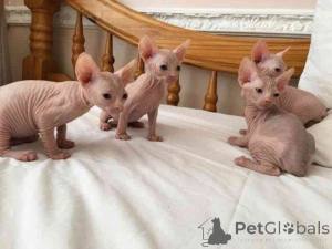 Photo №1. sphynx cat - for sale in the city of Nendaz | 361$ | Announcement № 169330