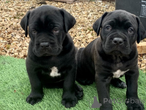 Photo №1. cane corso - for sale in the city of Monaco | negotiated | Announcement № 176186