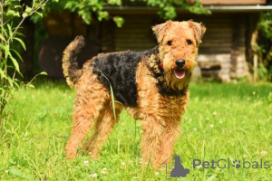 Photo №2 to announcement № 168776 for the sale of airedale terrier - buy in Isle of Man breeder