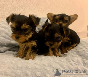 Photo №2 to announcement № 71688 for the sale of yorkshire terrier - buy in Australia private announcement, breeder