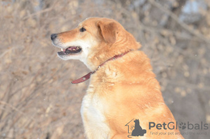 Photo №2 to announcement № 17908 for the sale of non-pedigree dogs - buy in Russian Federation private announcement