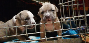 Additional photos: American bull puppies