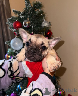 Photo №1. non-pedigree dogs - for sale in the city of Anjala | Is free | Announcement № 173374
