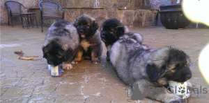 Photo №1. caucasian shepherd dog - for sale in the city of Berlin | 370$ | Announcement № 116818