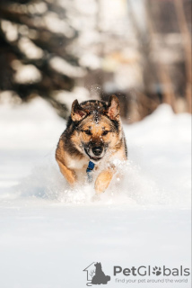 Photo №4. I will sell non-pedigree dogs in the city of Москва. from the shelter - price - Is free