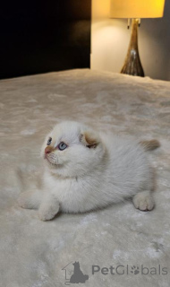 Photo №1. scottish fold - for sale in the city of Jena | 361$ | Announcement № 173534