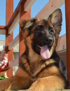 Photo №1. german shepherd - for sale in the city of Москва | 619$ | Announcement № 2192
