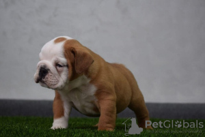 Photo №4. I will sell english bulldog in the city of Нови Сад. breeder - price - negotiated