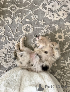 Photo №3. Prachtige Jack Russell Terrier-puppy's zoeken een blijvend thuis. Belgium