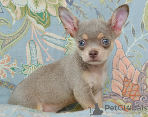 Photo №1. chihuahua - for sale in the city of Москва | negotiated | Announcement № 110793