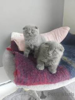 Photo №1. scottish fold - for sale in the city of Brussels | 516$ | Announcement № 164253