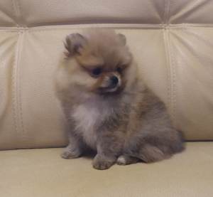 Photo №2 to announcement № 5943 for the sale of pomeranian - buy in Belarus private announcement, breeder