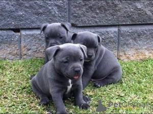 Photo №1. american bulldog, bull terrier - for sale in the city of Лидс | 1129$ | Announcement № 140112