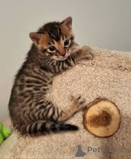 Photo №3. Bengaalse kittens te koop. Belgium