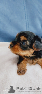 Photo №1. yorkshire terrier - for sale in the city of Rochester | 500$ | Announcement № 101290