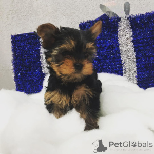 Photo №4. I will sell yorkshire terrier in the city of Pennsylvania Furnace. private announcement, from nursery, from the shelter, breeder - price - negotiated