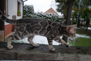 Photo №1. bengal cat - for sale in the city of Emmen | 706$ | Announcement № 152633