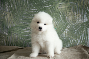 Photo №2 to announcement № 6511 for the sale of samoyed dog - buy in Russian Federation from nursery