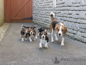 Photo №2 to announcement № 169771 for the sale of beagle - buy in Sweden 