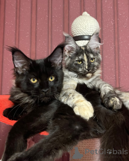 Photo №2 to announcement № 160670 for the sale of maine coon - buy in United Kingdom breeder