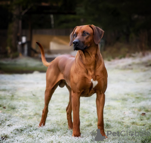 Photo №1. rhodesian ridgeback - for sale in the city of Tallinn | negotiated | Announcement № 45650
