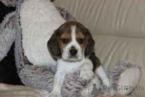 Photo №3. Beagle puppies ZKWP FCI after champions. Poland