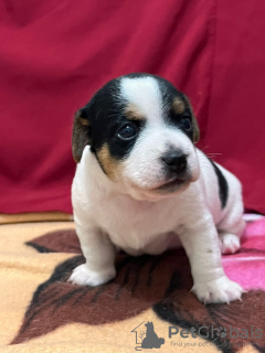 Photo №4. I will sell jack russell terrier in the city of Haifa. private announcement - price - negotiated