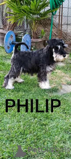 Photo №3. Miniature schnauzer puppies. Serbia