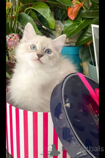 Photo №3. Beautiful Ragdoll Kitten with Loving Temperament. Germany