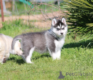 Photo №3. Adorable siberian husky puppy. Finland