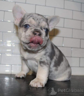 Photo №1. french bulldog - for sale in the city of Eindhoven | 651$ | Announcement № 13823