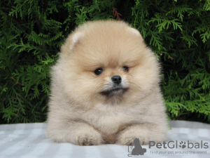 Photo №1. pomeranian - for sale in the city of Москва | negotiated | Announcement № 13262