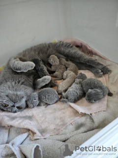 Photo №1. british shorthair - for sale in the city of Рускеала | 475$ | Announcement № 55301
