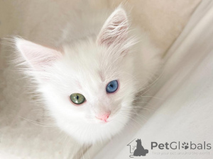 Photo №1. turkish angora - for sale in the city of Derendingen | 361$ | Announcement № 178745