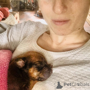 Photo №2 to announcement № 142033 for the sale of rhodesian ridgeback - buy in Belgium breeder