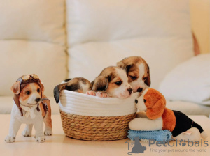 Photo №2 to announcement № 62021 for the sale of beagle - buy in Ukraine private announcement, from nursery