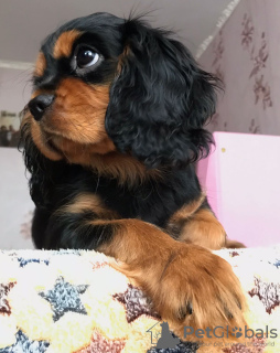 Photo №2 to announcement № 39196 for the sale of cavalier king charles spaniel - buy in Russian Federation private announcement